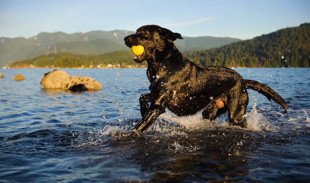 Labrador Retriever (Canis familiaris) - svart lab med boll i vatten