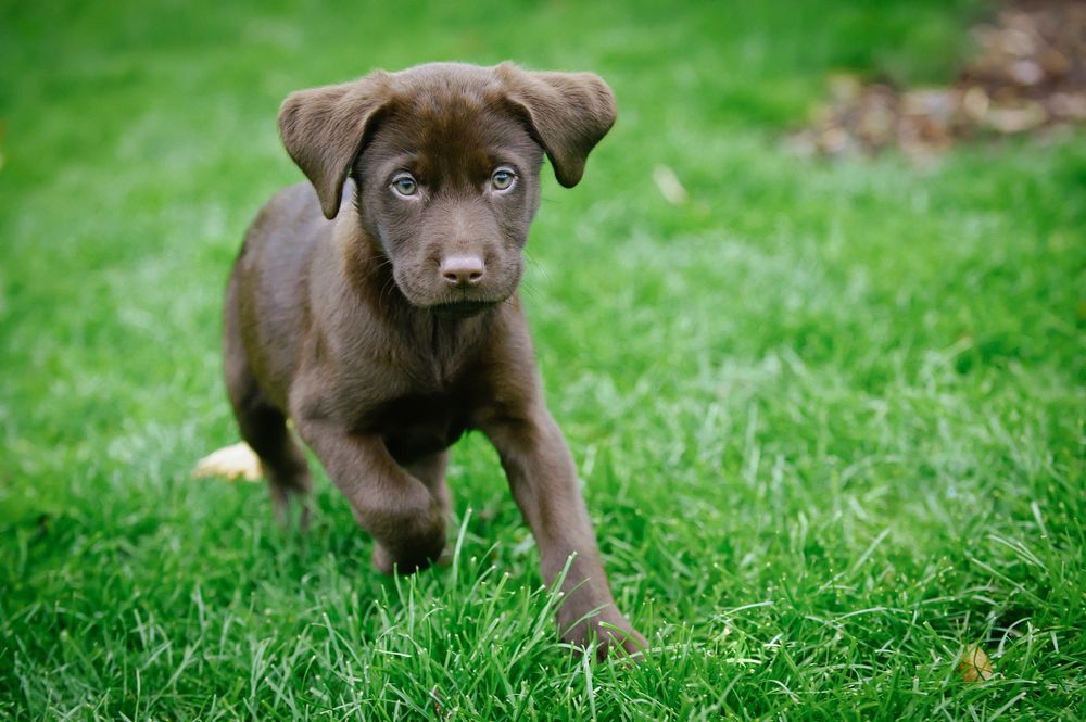 Labradoro retriveris (Canis familiaris) - rudas labradoro šuniukas