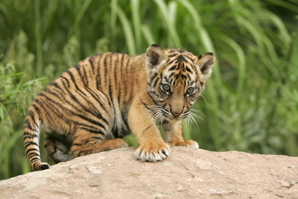 Tigre cub