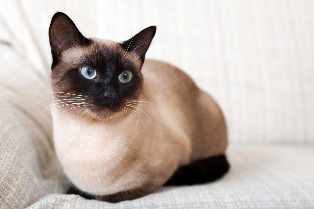 Siamo katė (Felis catus) - katė ant sofos