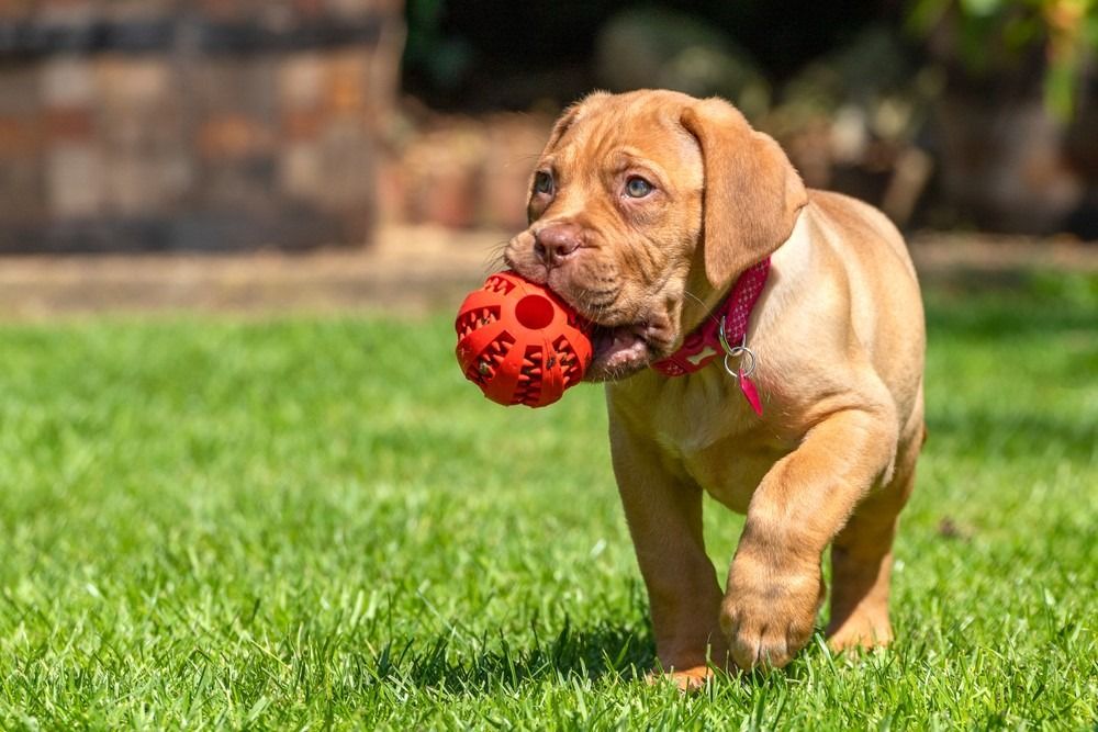 Cucciolo di Dogue de Bordeaux che gioca con la palla