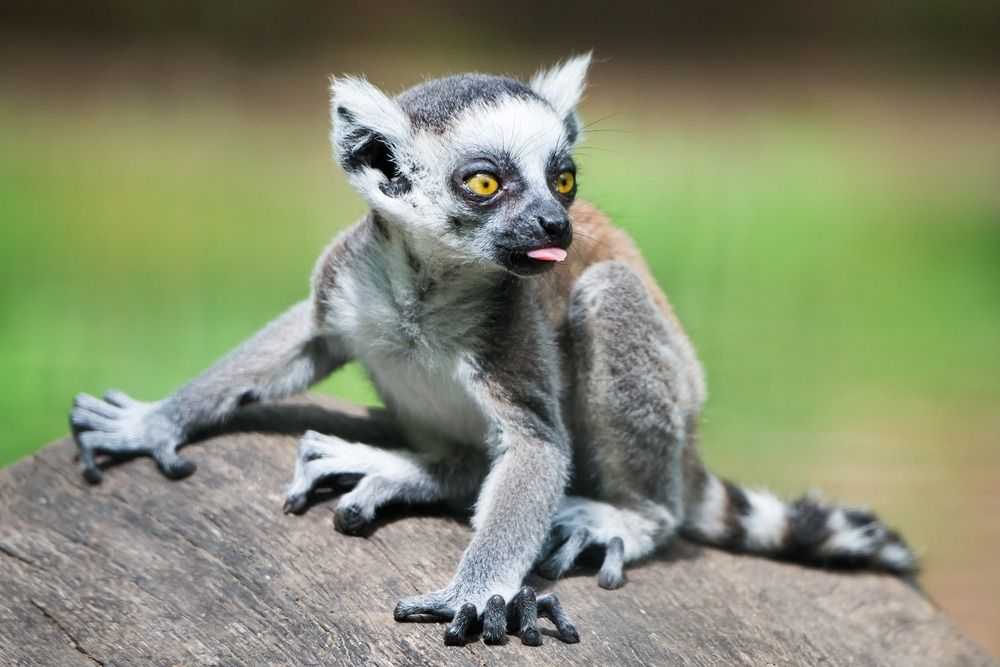 Lemur bayi