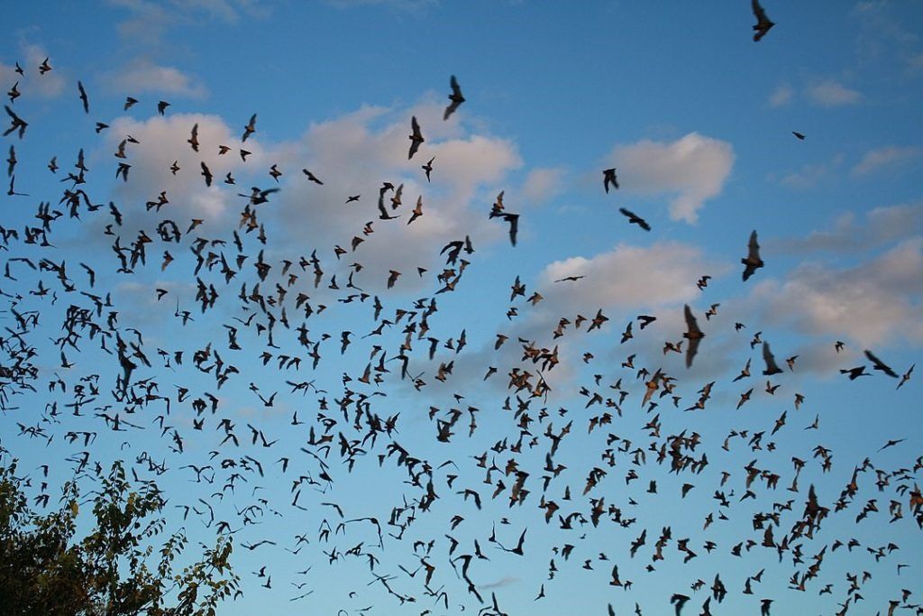 Mehhiko vabasaba-nahkhiired väljuvad Brackeni nahkhiirekoopast