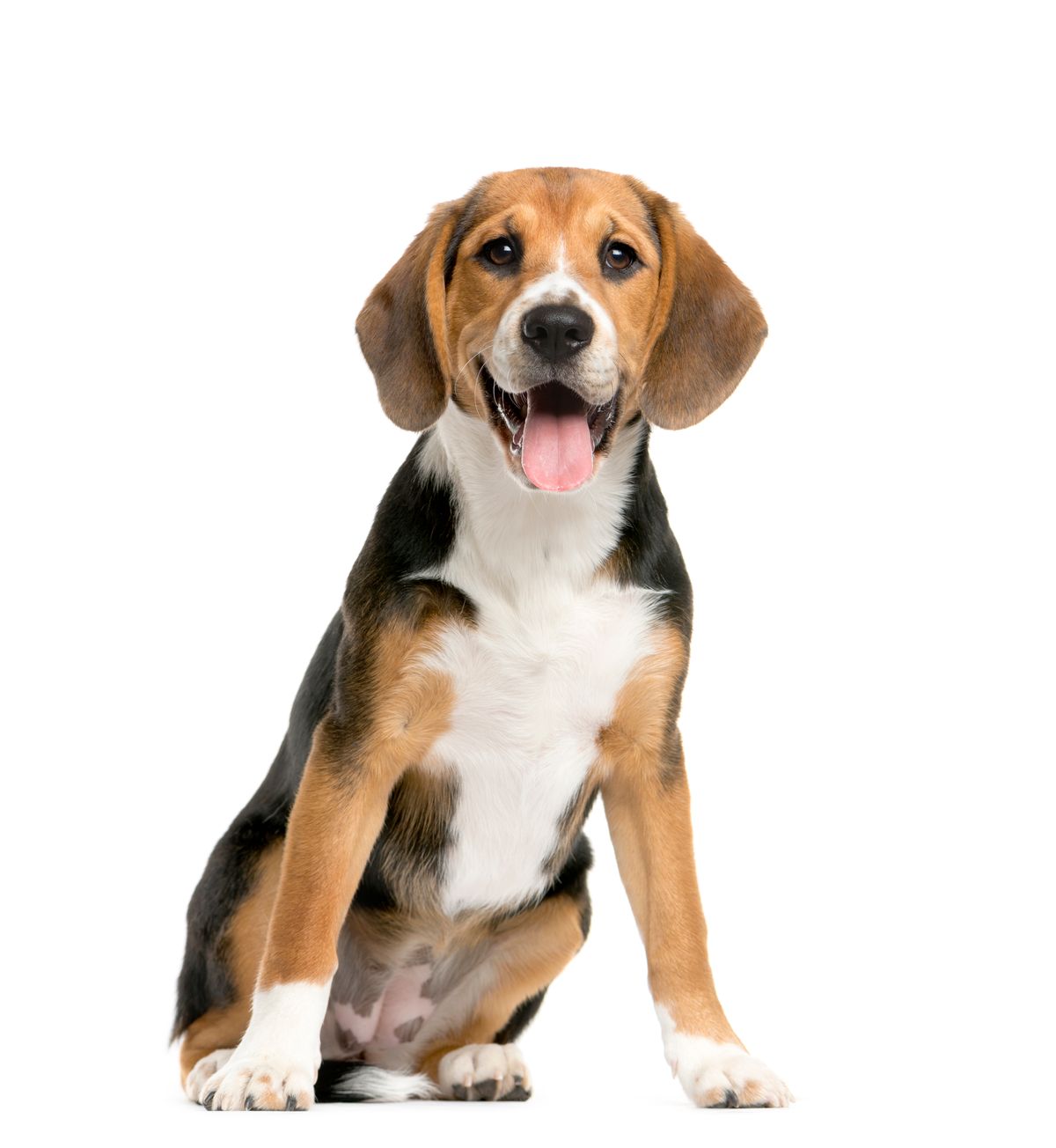 Beagle z belim ozadjem