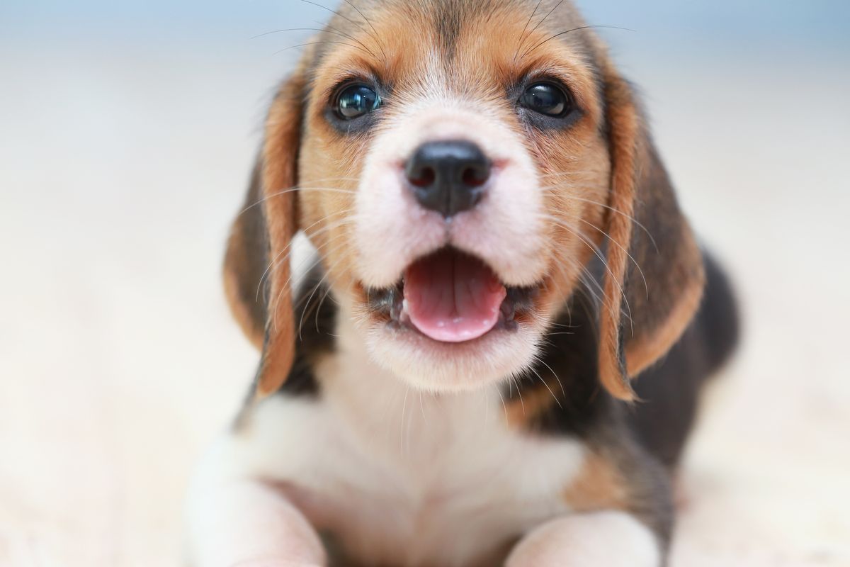 Psiček Beagle