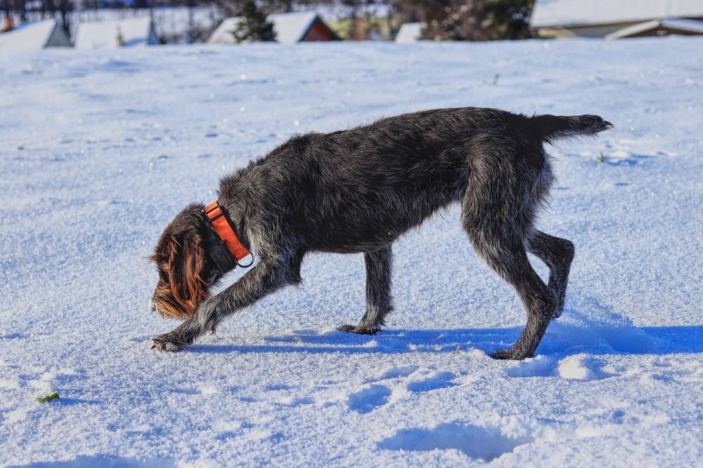 Cesky Fousek otsib lumest jälgi
