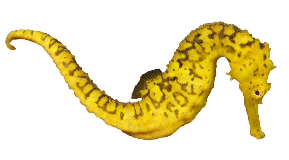 Morski konjiček (hipokampus) - na belem ozadju