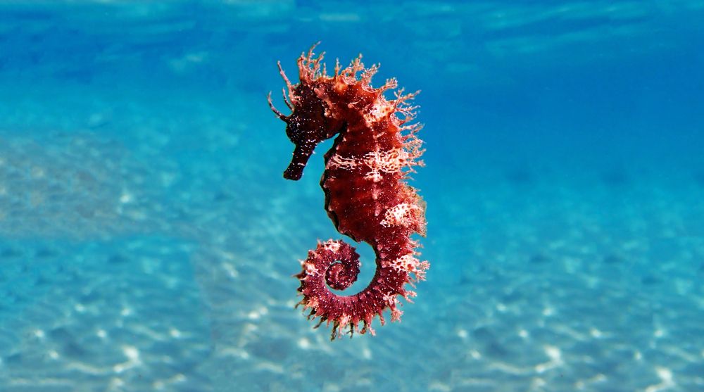Seahorse (Hippocampus) - rød og hvit flytende svømming