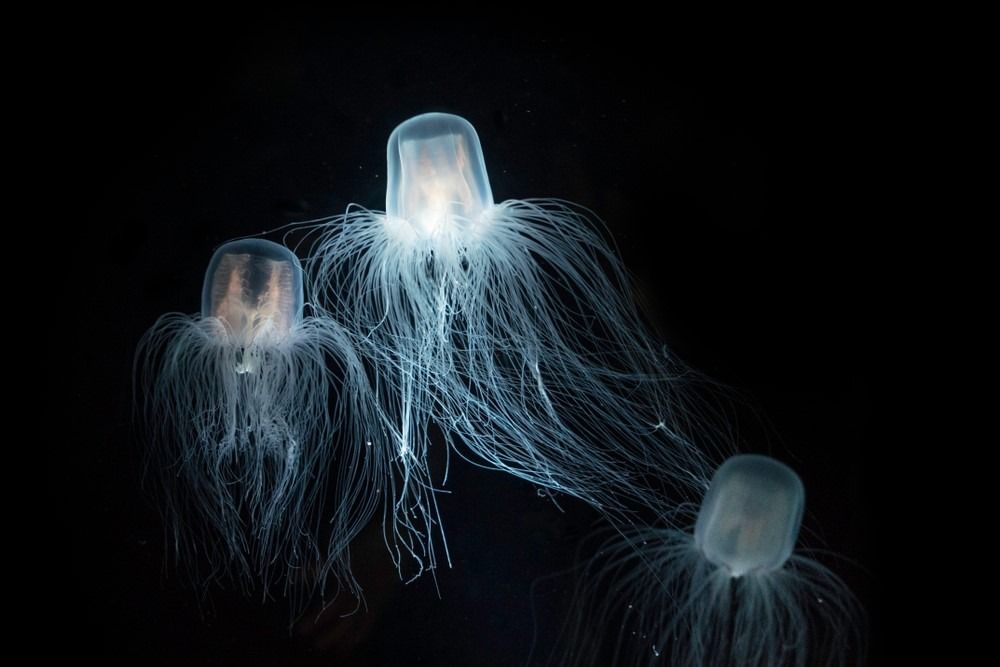 Walang kamatayang Jellyfish