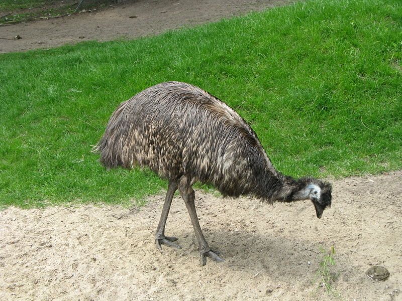 Emu išče hrano v pesku