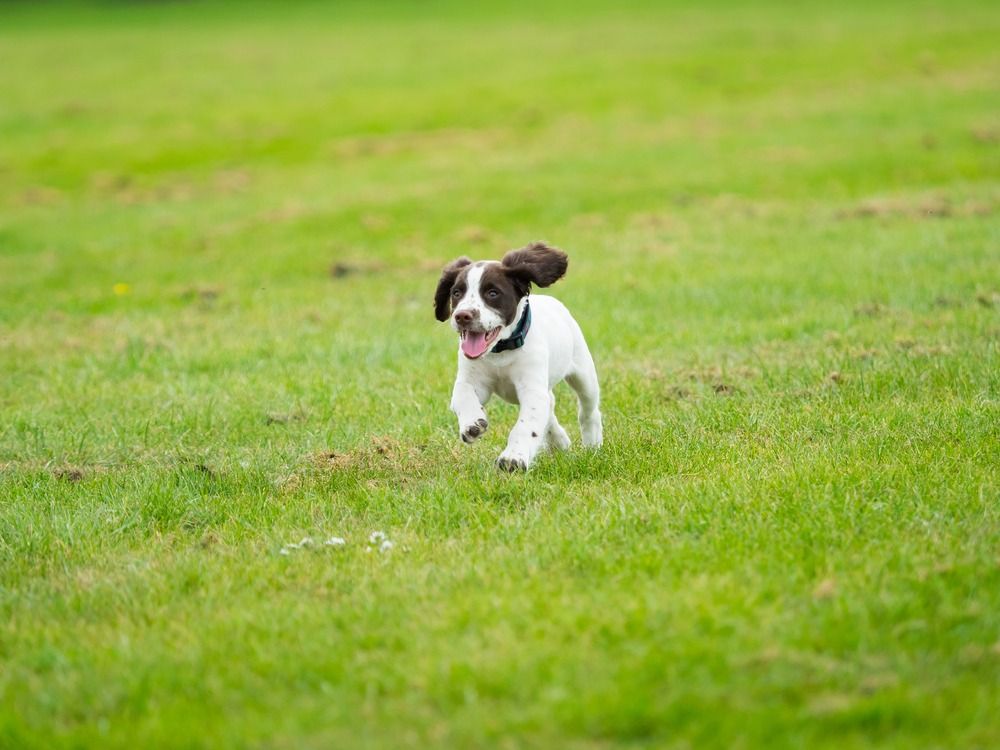 Anglų pavasario spanielio šuniukas, bėgantis žolėje