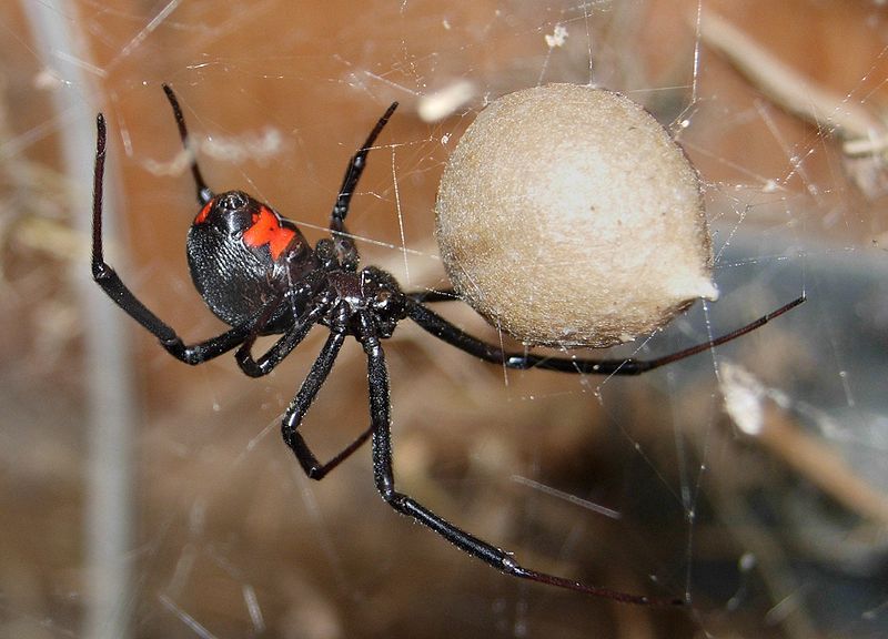 Самка паука черной вдовы охраняет ящик для яиц