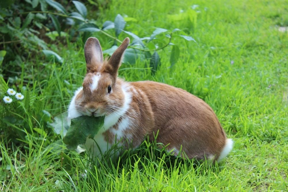 Заек седи на поляна и яде зелени листа.