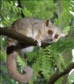 Sivi miš Lemur