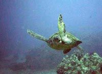 Schildkrötenschwimmen