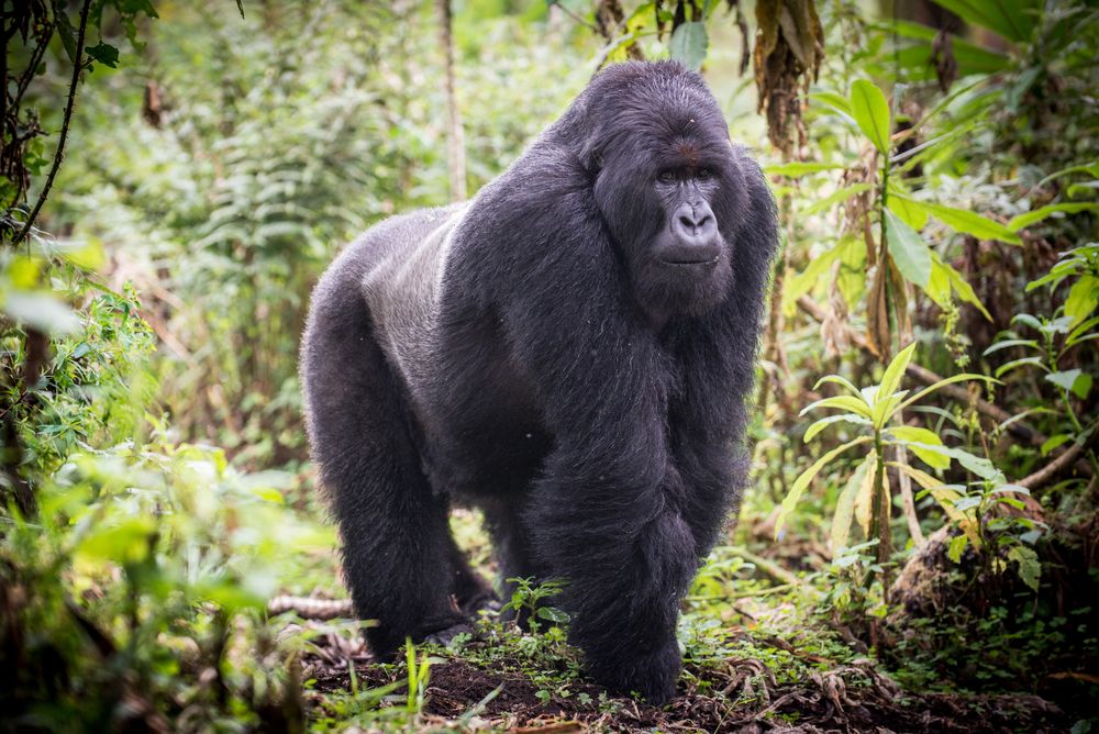 Kalnų gorila (Gorilla beringei beringei) - sunkiausias gyvūnas, turintis žiaurią jėgą - 20 kartų stipresnis už žmogų