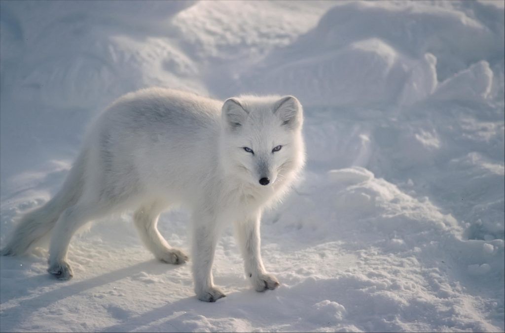 Arkties lapė (Alopex Lagopus) sunkiausias gyvūnas, išgyvenantis didžiulį šaltį