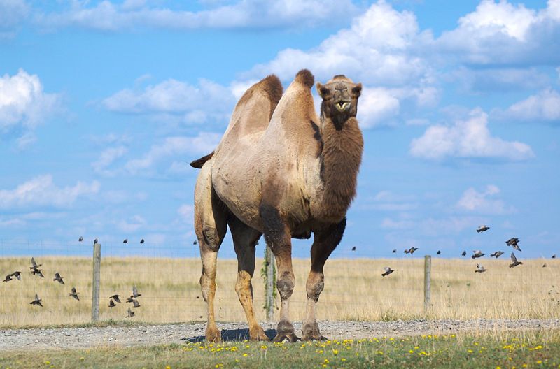 Bactrian Camel (Camelus Bactrianus) - pats sunkiausias gyvūnas, išgyvenantis didžiulį karštį