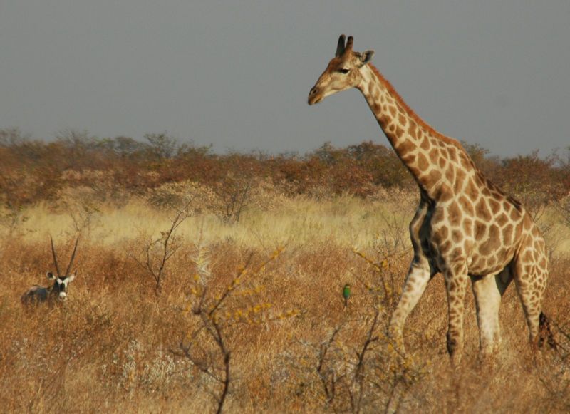 Girafa (Giraffa camelopardalis) animal més dur per sobreviure sense aigua