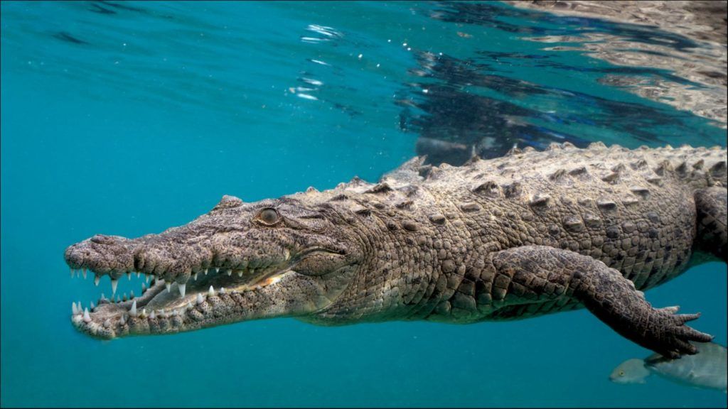 Cocodril (Crocodylidae) animal més dur per sobreviure sense menjar - fins a tres setmanes