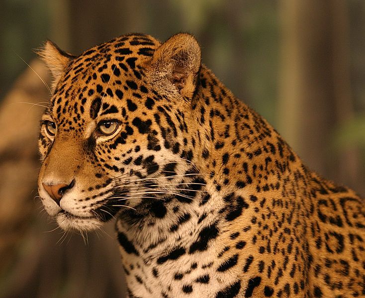 „Jaguar“ („Panthera onca“) - kiečiausias medžioklės įgūdžių turintis gyvūnas - gali ištempti elnį medžiu
