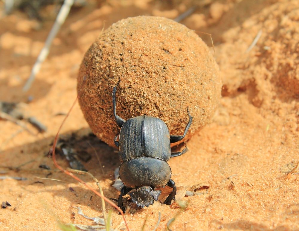 Dung Beetle (Scarabaeidae) - το πιο δύσκολο ζώο για σχετική αντοχή - μπορεί να ωθήσει ένα αντικείμενο 200 φορές το βάρος του