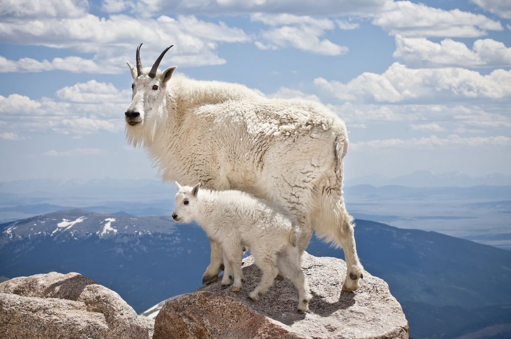 Kalnų ožka (Oreamnos americanus) - kiečiausias gyvūnas - gyvena dideliame aukštyje