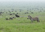 Ravnice Serengeti