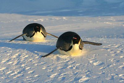 Pinguins imperadores