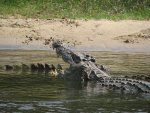 Domači nilski krokodil