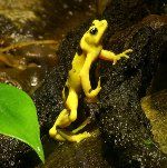 Panaman kultainen sammakko