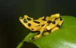 Панамска златна жаба