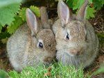 Divlji zečevi