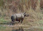 Rinoceront indi (C) Hossmann