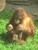Sumatranas orangutānis (C) Kor An