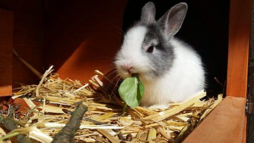 ペットのウサギ-ウサギはイースターだけのものではありません