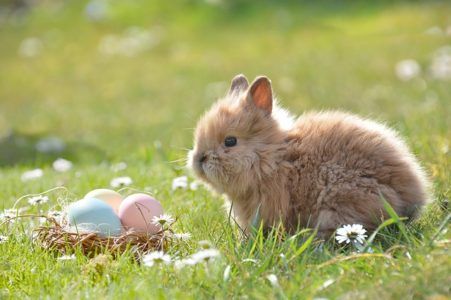En kanin er ikke bare for påske