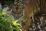 „Sumatran-Tiger“ (c) Kevinas1243