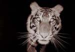 „Sumatran-Tiger“ (c) Arddu