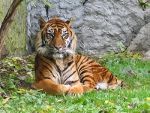 Sumatra-Tigre (c) Monika Betley