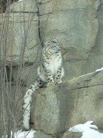 Sniego leopardas