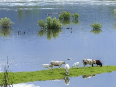 Karvės po potvynio