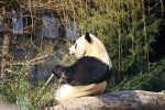 Milžiniška panda
