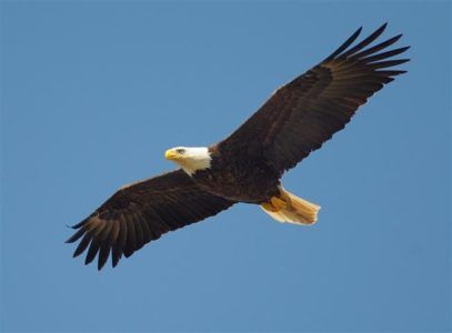 Državni dan ameriškega orla