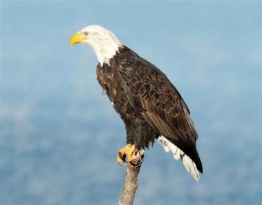 Državni dan ameriškega orla