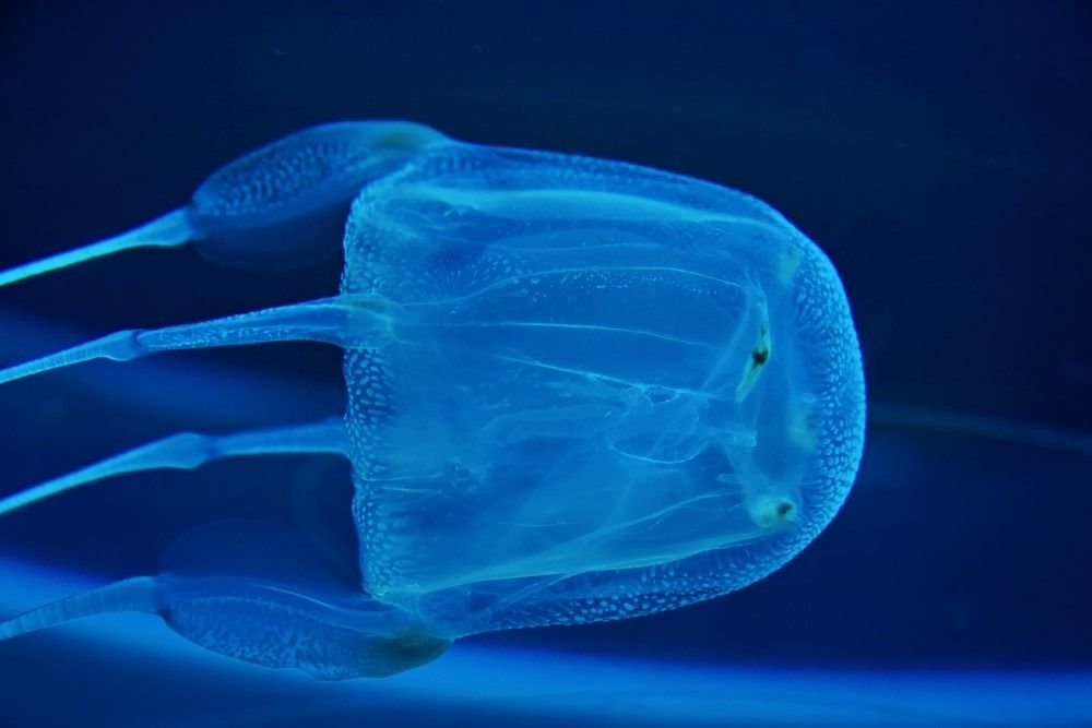 10 περισσότερα δηλητηριώδη ζώα - Ψάρια ζελέ κουτιού που φωτογραφήθηκαν στο ενυδρείο