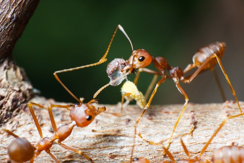 10 animals més verinosos: alimentació de formigues segadores Maricopa