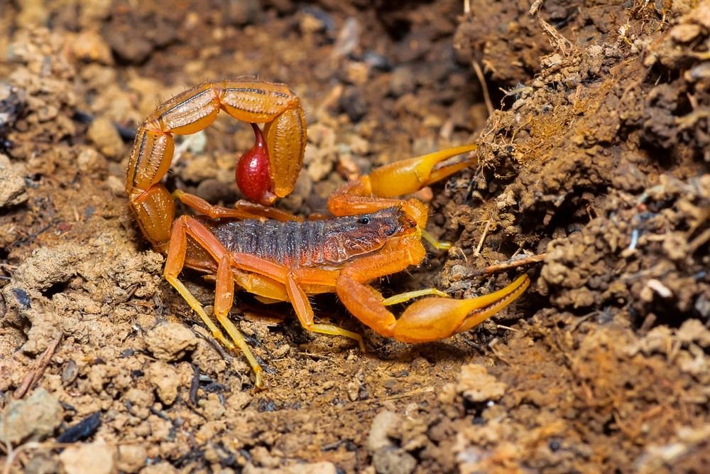10 πιο δηλητηριώδη ζώα - Indian Red Tail Scorpion, Saswad, Pune District, Maharashtra