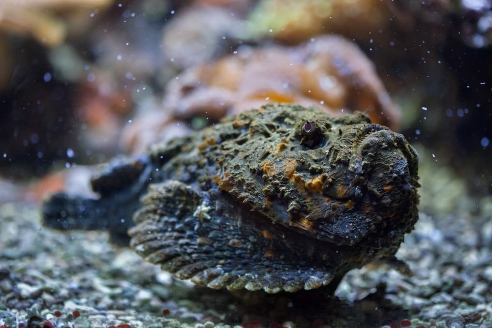 10 Πιο δηλητηριώδη ζώα - Πέτρα ψαριού υφάλου που περιμένει το θήραμα