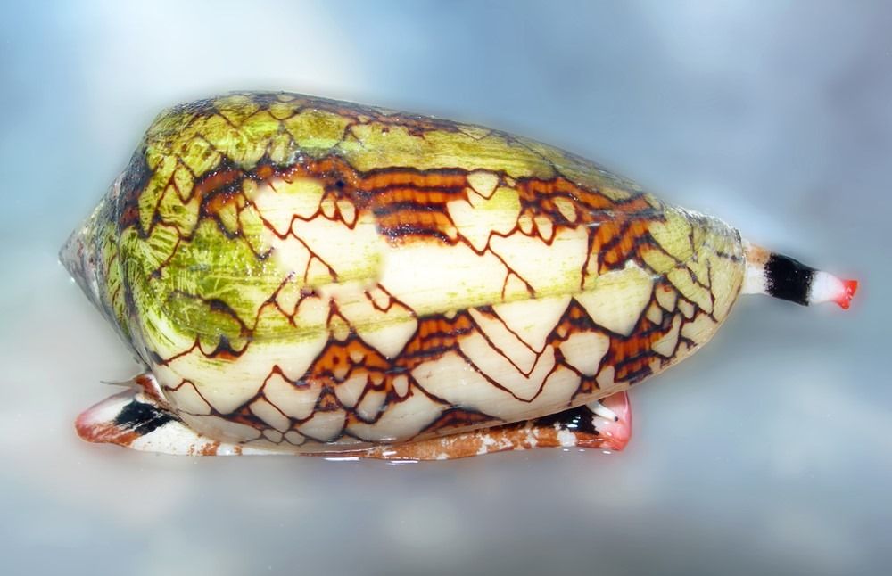 10 visvairāk indīgo dzīvnieku - indīgs letāls konusa jūras gliemežvāks, izolēts no Zanzibāras